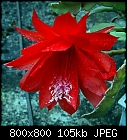 Click image for larger version

Name:	epiphyllum_0R2_20220608.jpg
Views:	61
Size:	104.8 KB
ID:	16933