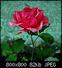 rose th2-rose_teehybride_rosa_20220618.jpg