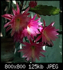 Click image for larger version

Name:	epiphyllum_014_20220627-0.jpg
Views:	63
Size:	124.6 KB
ID:	16943