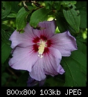 Click image for larger version

Name:	Hibiscus_syriacus_C_20220802-1.jpg
Views:	66
Size:	102.9 KB
ID:	16945