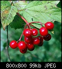 fruit of guelder-rose-viburnum_opulus_20220825.jpg