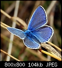 Click image for larger version

Name:	polyommatus_icarus_20220828.jpg
Views:	62
Size:	103.7 KB
ID:	16949