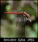 red dragonfly-sympetrum_sanguineum_20220830.jpg