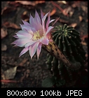 Click image for larger version

Name:	echinopsis_20221008.jpg
Views:	64
Size:	100.5 KB
ID:	16952