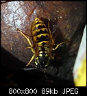 trick or wasp-vespula_vulgaris-20221030-0.jpg