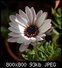 Click image for larger version

Name:	osteospermum_20221030.jpg
Views:	76
Size:	92.9 KB
ID:	16956