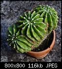 Click image for larger version

Name:	echinopsis_cristatum_20221008.jpg
Views:	57
Size:	116.0 KB
ID:	16957
