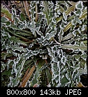 frosty dandelion-taraxacum_20221209-0.jpg
