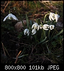 sign of spring: snowdrops-galanthus_nivalis_flore_pleno_20230301.jpg