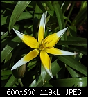 Click image for larger version

Name:	tulip_dysastemon_tarda_20230407.jpg
Views:	28
Size:	119.1 KB
ID:	16965