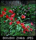 tuplips and helleborus-tulip_kaufmannia_20230423.jpg