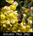 groundbee sucking at mahonia blooms-mahonia_20230429.jpg