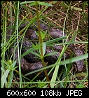 smooth snake (coronella austriaca)-coronella_austriaca_20230519.jpg