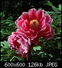 Click image for larger version

Name:	paeonia_suffruticosa_20230520.jpg
Views:	33
Size:	126.5 KB
ID:	16972