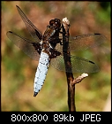 Click image for larger version

Name:	libellula_depressa_20230616-3.jpg
Views:	36
Size:	89.2 KB
ID:	16973