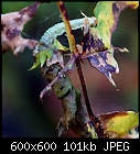 Click image for larger version

Name:	caterpillar_on_roseleaf_20230625.jpg
Views:	39
Size:	101.0 KB
ID:	16975