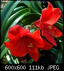 Click image for larger version

Name:	Hippeastrum_20230626.jpg
Views:	34
Size:	110.6 KB
ID:	16976