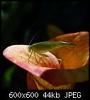 calla-hopper-tettigonia_viridissima-calla-20230812-0.jpg