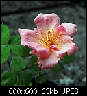 rose #35-rose_035_20230816.jpg