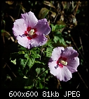 Click image for larger version

Name:	hibiscus_syriacus_D_20230910.jpg
Views:	33
Size:	80.9 KB
ID:	16984