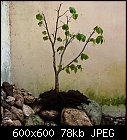 Click image for larger version

Name:	bonsai-tilia_cordata_20230912.jpg
Views:	28
Size:	78.3 KB
ID:	16985