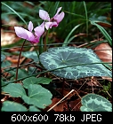 Click image for larger version

Name:	cyclamen_hederifolium_20230925.jpg
Views:	18
Size:	77.6 KB
ID:	16989