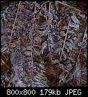 Click image for larger version

Name:	icefern_literally_20231219a.jpg
Views:	21
Size:	178.6 KB
ID:	16994