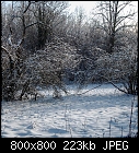 january snow-cherry-plum_20240109.jpg