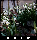 spring snowflakes-leucojum_vernum_20240226-1.jpg