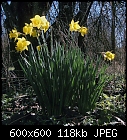 more spring [daffodils]-narcissus_pseudonarcissus-trad1_20240309-0.jpg