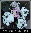 Chrysanthemums-mumbowldsc03995.jpg