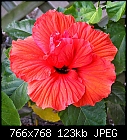 Hibiscus-390-hibiscus_766x768.jpg