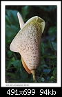 Snake plant flower (Amorphophallus bulbifer)-9933-8 of 8-b-9933a-snakeplant-13-11-06-30t.jpg