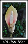 Snake plant flower (Amorphophallus bulbifer)-9901-1 of 8-b-9901a-snakeplant-12-11-06-30t.jpg