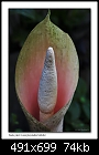Snake plant flower (Amorphophallus bulbifer)-9903-2 of 8-b-9903a-snakeplant-12-11-06-30t.jpg