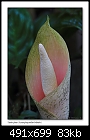 Snake plant flower (Amorphophallus bulbifer)-9905-3 of 8-b-9905a-snakeplant-12-11-06-30t.jpg