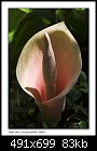 Snake plant flower (Amorphophallus bulbifer)-9912-4 of 8-b-9912a-snakeplant-13-11-06-30t.jpg