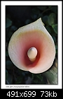 Snake plant flower (Amorphophallus bulbifer)-9924-5 of 8-b-9924a-snakeplant-13-11-06-30t.jpg