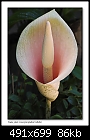 Snake plant flower (Amorphophallus bulbifer)-9926-6 of 8-b-9926a-snakeplant-13-11-06-30t.jpg