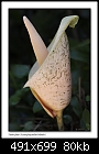 Snake plant flower (Amorphophallus bulbifer)-9932-7 of 8-b-9932a-snakeplant-13-11-06-30t.jpg