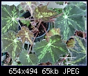 Begonia Leaves-begonialeaves-dsc04020.jpg