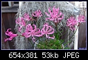 South African lily-nerine-filamentosa-dsc04009.jpg
