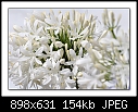 White Agapnathus-0190-2 of 5-b-0190-aga-10-11-06-20tl.jpg