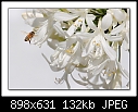 White Agapnathus-0191-3 of 5-b-0191-aga-10-11-06-20tl.jpg