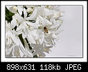 White Agapnathus-0192-4 of 5-b-0192-aga-10-11-06-20tl.jpg