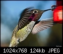 Click image for larger version

Name:	111506 Hummer 5.jpg
Views:	233
Size:	124.4 KB
ID:	2980