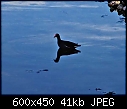 Click image for larger version

Name:	black_bird.jpg
Views:	234
Size:	41.5 KB
ID:	2994