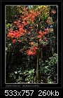Illawarra Flame Tree-9952 1 of 6-b-9952-flametree-16-11-06-30m.jpg