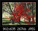 Illawarra Flame Tree-9944 3 of 6-b-9944-flametree-16-11-06-30m.jpg