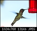 112106 Male Anna's Hummingbird - RH side-112106-male-annas-hummingbird-rh-side.jpg